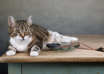 Comment Appelle-t-on les animaux qui rampent ?