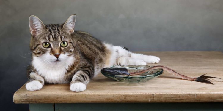 Comment Appelle-t-on les animaux qui rampent ?