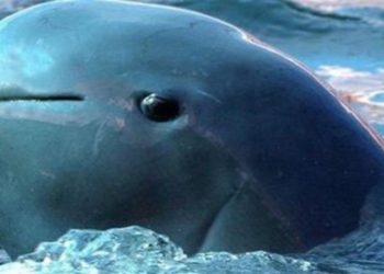 Quel est le mammifère le plus rare du monde ?