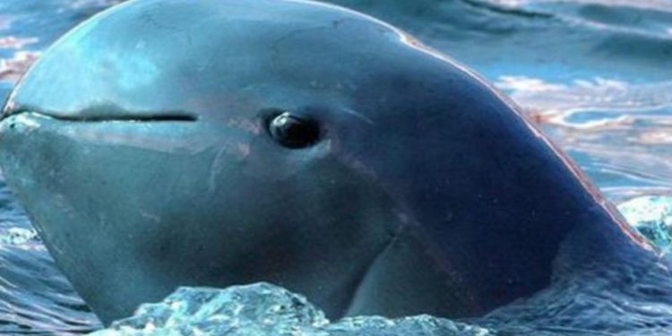 Quel est le mammifère le plus rare du monde ?