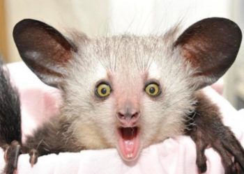 Quel est l'animal le plus rare au monde ?