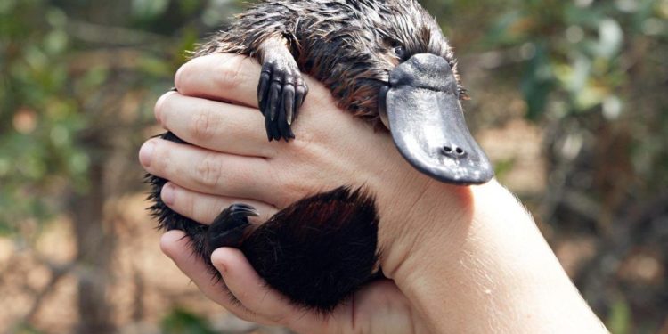 Quel est l'animal le moins connu ?