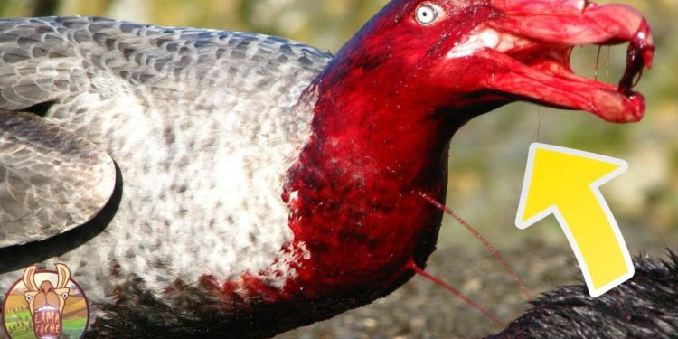 Quels sont les animaux les plus gentil du monde ?