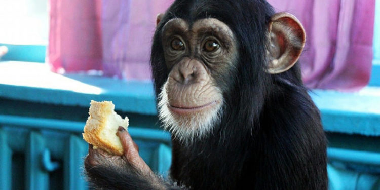 Qui sont les deux animaux les plus intelligents au monde ?