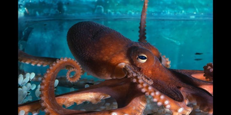 Qui est l'animal le plus intelligent du monde ?