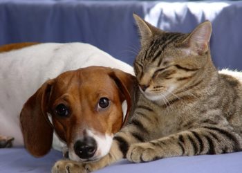 Qui est le plus affectueux entre un chat et un chien ?