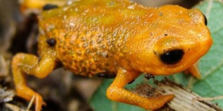 Quelle espèce de grenouille pour debuter ?