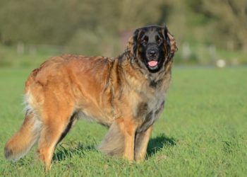 Quels sont les chiens les plus fort du monde ?