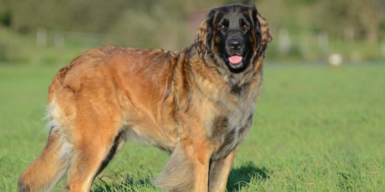 Quels sont les chiens les plus fort du monde ?