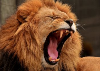 Quel animal a le plus de dans ?