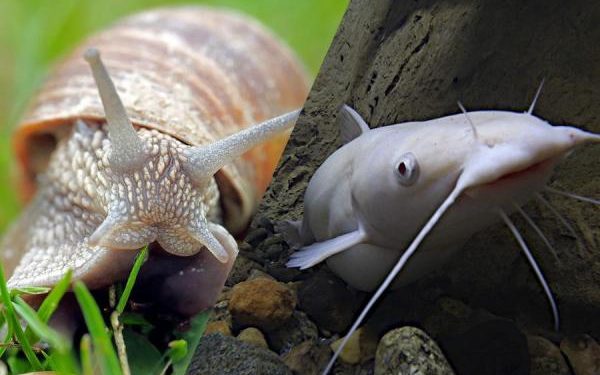 Quel est l'animal qui a le plus de dents escargot ?