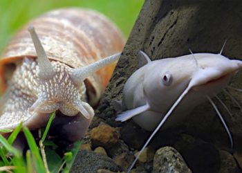 Quel est l'animal qui a le plus de dents ?