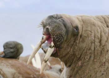 Quel animal a le plus de force dans la mâchoire ?