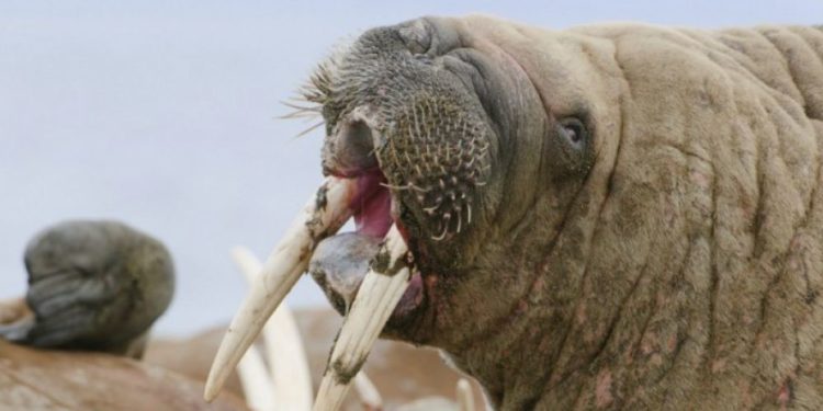 Quel animal a le plus de force dans la mâchoire ?