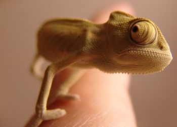 Quel est l'animal qui voit à 360 degrés ?