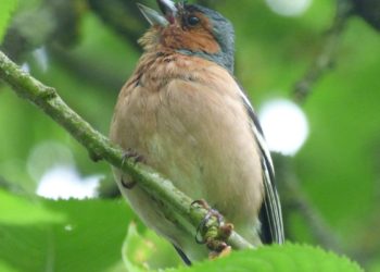 Quel est cet oiseau chant ?