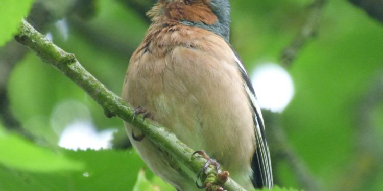 Quel est cet oiseau chant ?