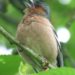 Quel est cet oiseau chant ?