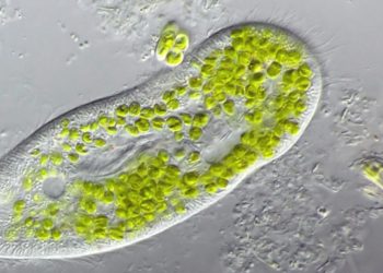 Est-ce que tous les animaux dorment ?