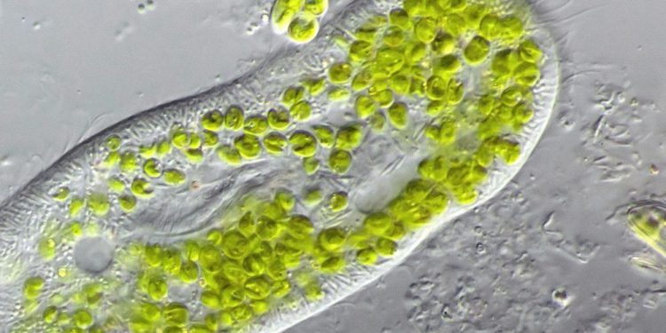 Est-ce que tous les animaux dorment ?