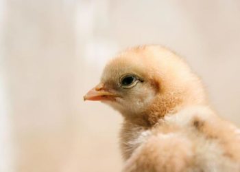 Comment reconnaître un animal albinos ?