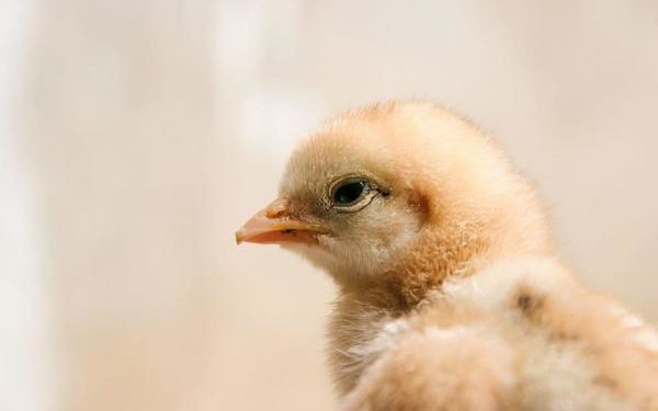 Comment reconnaître un animal albinos ?