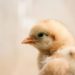 Comment reconnaître un animal albinos ?