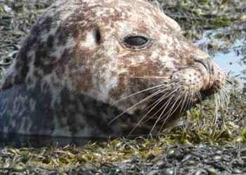 Quel animal mange des amendes ?