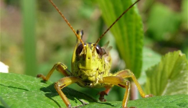 Est-ce que les sauterelles sont dangereuses ?