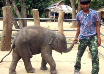 Comment boit un bébé éléphant ?