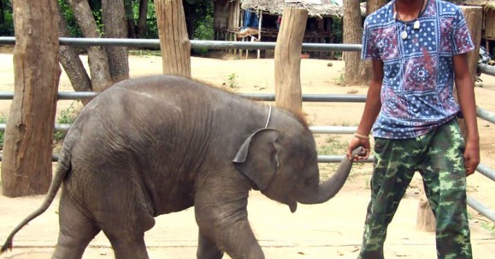 Comment boit un bébé éléphant ?
