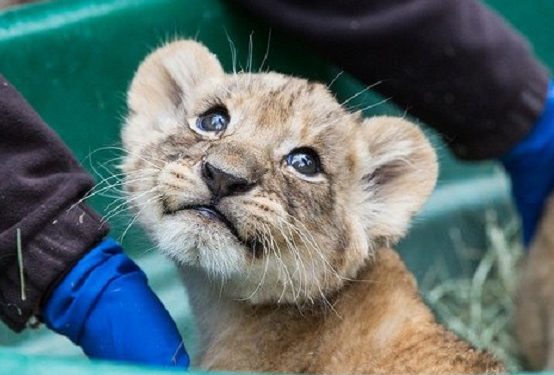 Quel animal fait le plus de bébé ?