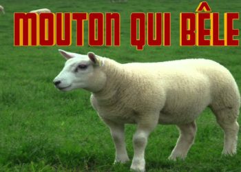 C'est quoi le cri du mouton ?