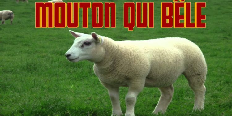 C'est quoi le cri du mouton ?