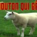 C'est quoi le cri du mouton ?