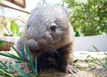 Quel animal vit un jour ?