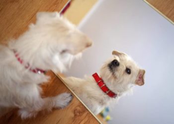 Est-ce que les chiens se voient dans un miroir ?