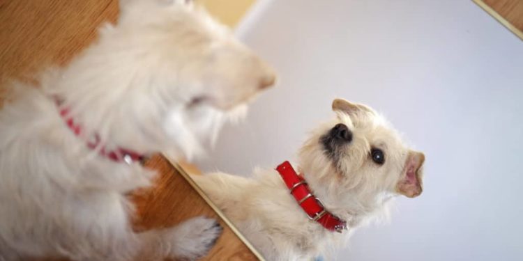 Est-ce que les chiens se voient dans un miroir ?