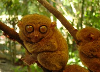 Quel animal a 8 yeux ?