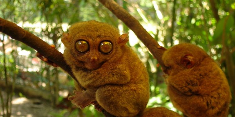 Quel animal a 8 yeux ?