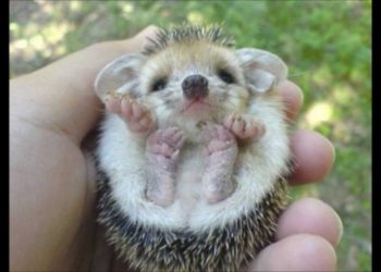 Quel est le plus beau des animaux ?