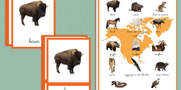 Quels animaux vivent en Amérique du Sud ?