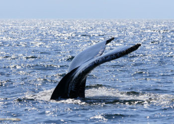 Comment s'appelle le trou de la baleine ?