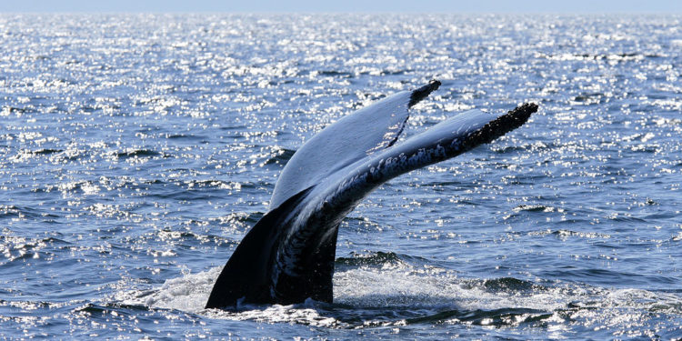 Comment s'appelle le trou de la baleine ?
