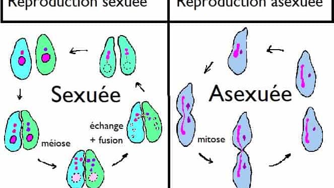 Quelle est la différence entre reproduction sexuée et asexuée ?