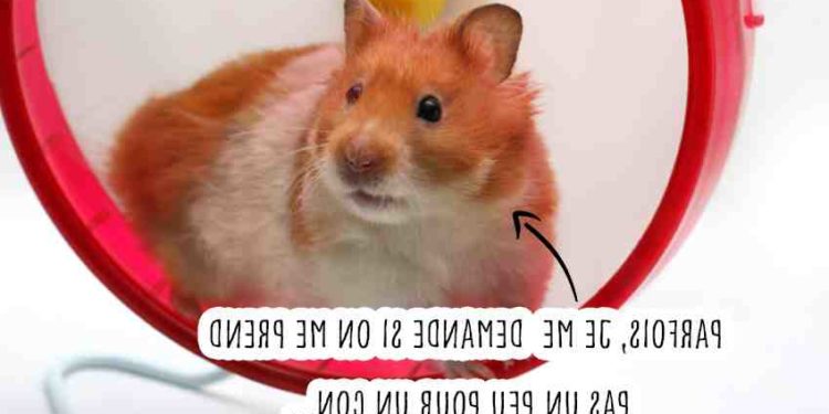 Quel est le rongeur le plus affectueux ?