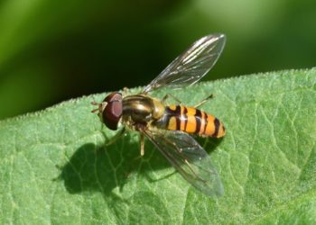 Quel est le mâle de la jument ?