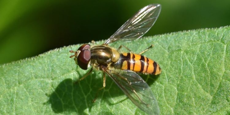 Quel est le mâle de la jument ?