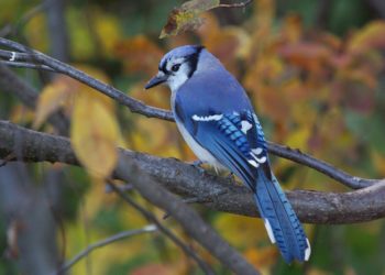 Quel est le chant du geai ?
