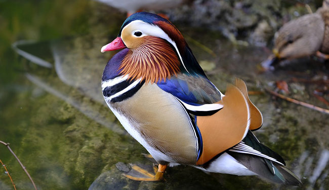 Quel est le plus beau canard ?